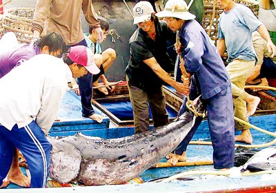 Fishermen transporting blue fin tuna at Tuy Hoa fishing port in Phu Yen Province (Photo:SGGP)